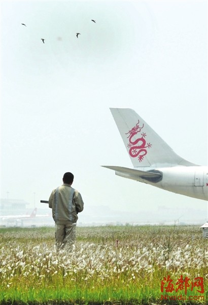 福州機場驅鳥人：鳥兒是對手，更是朋友