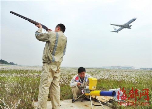 福州機場驅鳥人：鳥兒是對手，更是朋友
