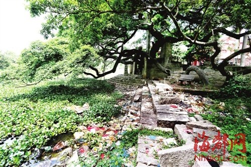 金山流花溪被渣土截?cái)?中下游河道塞滿了水浮蓮和垃圾