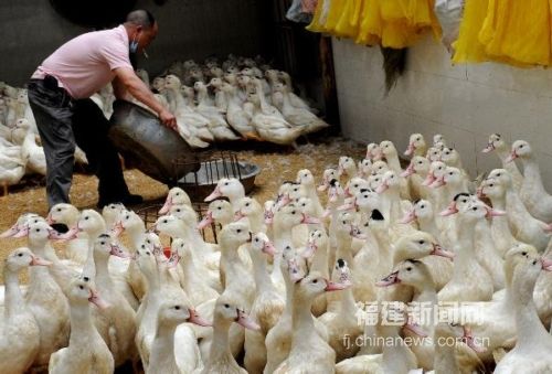 福州海峽家禽批發(fā)市場(chǎng)重新開(kāi)門營(yíng)業(yè)
