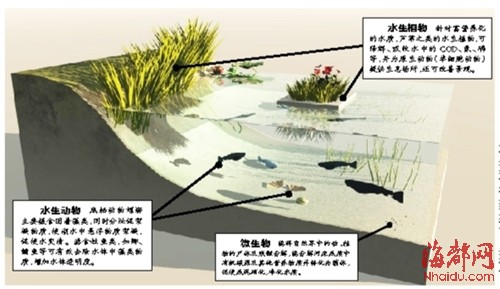 榕城4條內河將試點生態修復 全國征集方案