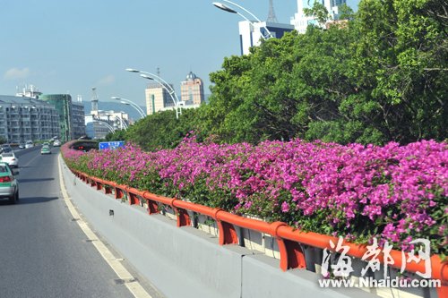 福州二環(huán)高架橋花化再改造 高架橋美艷動人