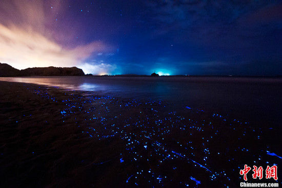 福建平潭現藍眼淚奇觀 絢麗如置身阿凡達