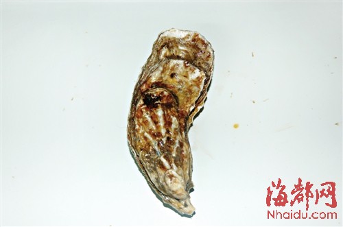 它是牡蠣中的“土豪金” 福建研發(fā)出“金牡蠣1號(hào)”