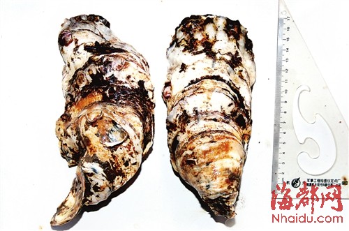 它是牡蠣中的“土豪金” 福建研發(fā)出“金牡蠣1號(hào)”