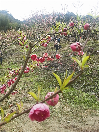 約會迷人“春色” 延平區力推春季旅游產品