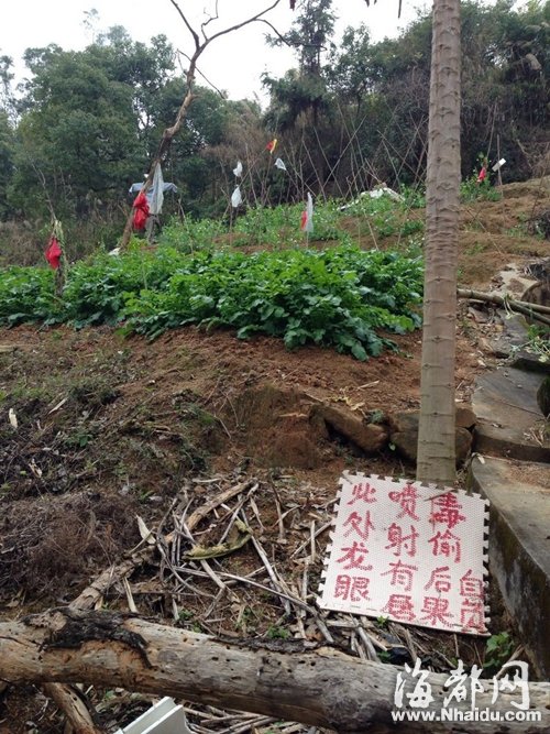 福州五鳳公園半山腰藏菜地 規(guī)模在不斷擴大