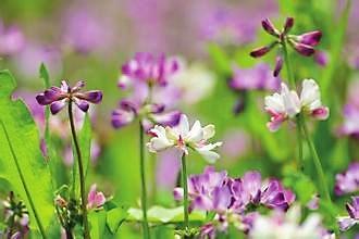 榕高校賞春攻略出爐 浪漫3月賞桃花油菜花紫云英