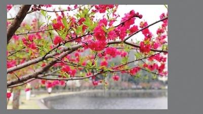 榕高校賞春攻略出爐 浪漫3月賞桃花油菜花紫云英