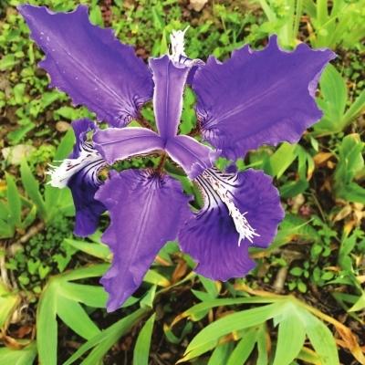 榕高校賞春攻略出爐 浪漫3月賞桃花油菜花紫云英