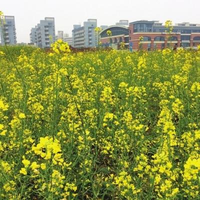 榕高校賞春攻略出爐 浪漫3月賞桃花油菜花紫云英