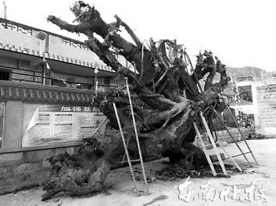 網曝霞浦挖出15噸烏木 有人出價100萬購買遭拒