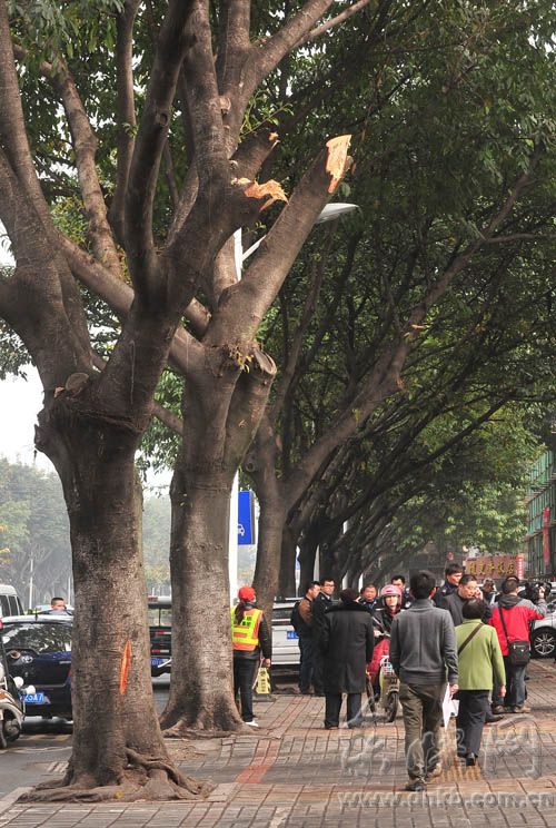 三棵大葉榕行道樹 遭福州瑞城花園小區物業斧砍