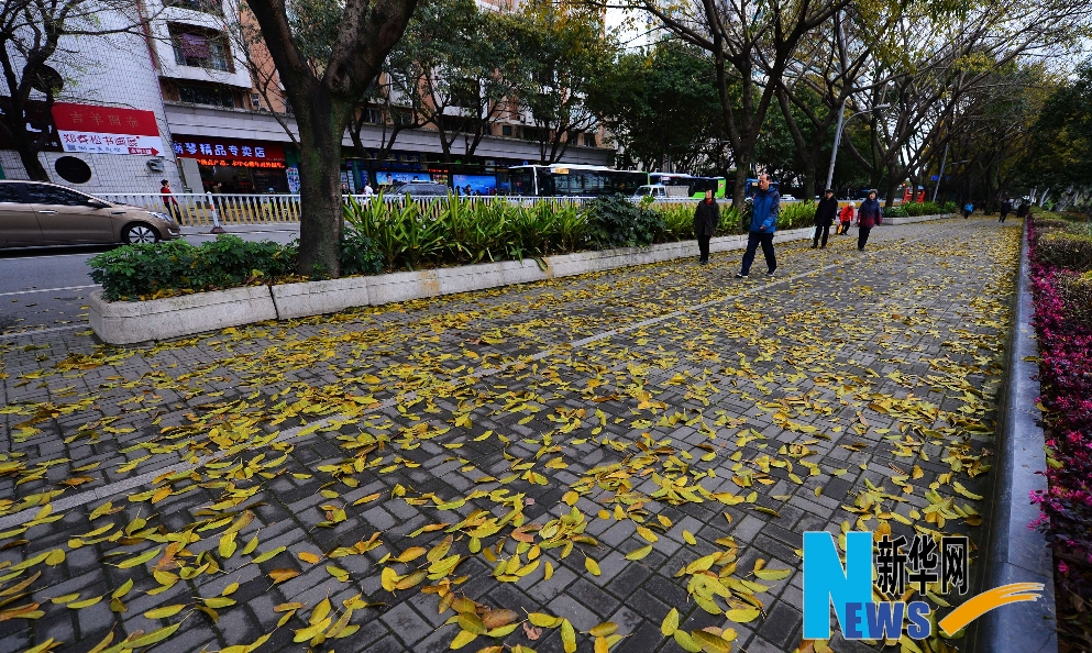 福州試點“落葉不掃” 打造城市浪漫景觀