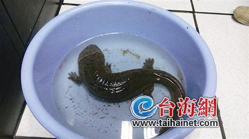 廈門(mén)一小區(qū)水池現(xiàn)國(guó)家二級(jí)保護(hù)動(dòng)物娃娃魚(yú) 長(zhǎng)約50厘米