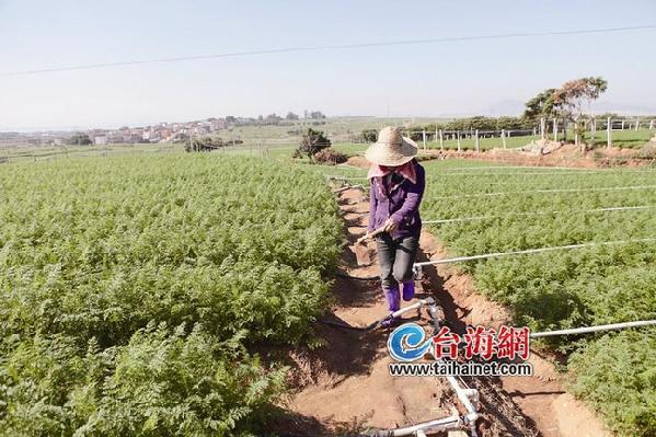 廈門出臺扶持新型農業措施 大學生當