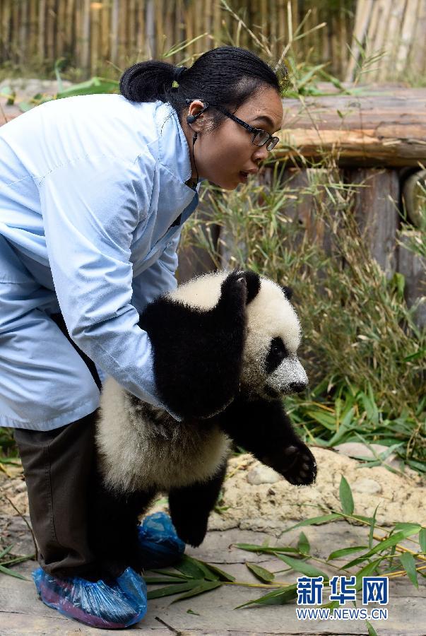 廣州長隆三胞胎大熊貓是目前唯一存活的三胞胎幼崽