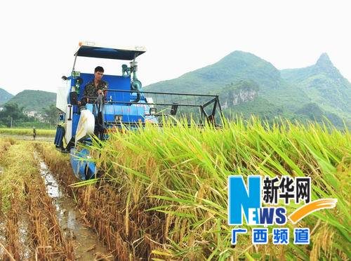 “韋森特”過后 廣西農(nóng)民“雙搶”忙