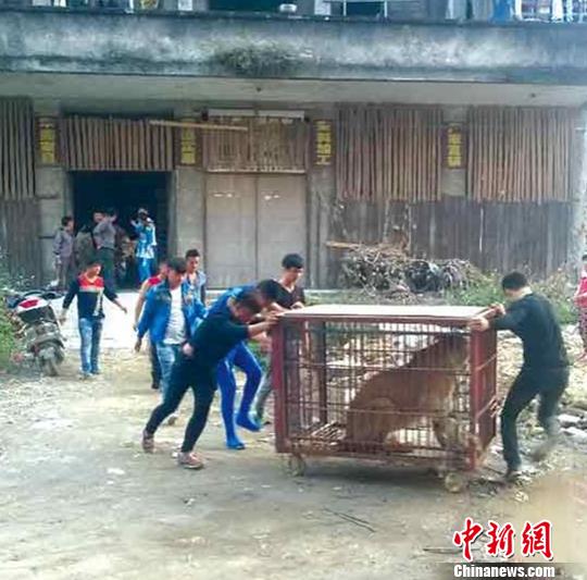 廣西陸川：馬戲團獅子逃出鐵籠 警方緊急處置