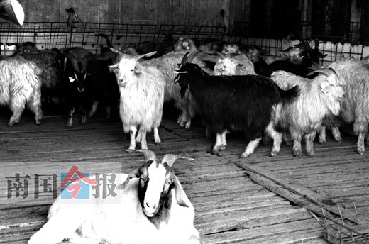 男子偽造合格證從疫區偷運活羊 問題羊被檢出布病