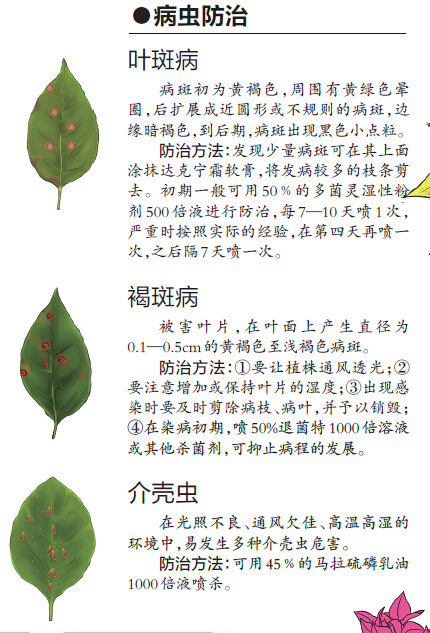 樹木認捐認養遭到冷遇 為南寧添綠需要您出一份力