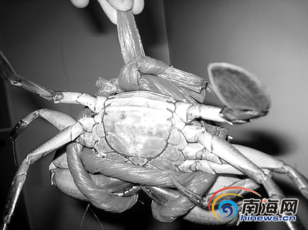 螃蟹裸稱規(guī)定實施3個月 螃蟹捆繩怎么又粗了?