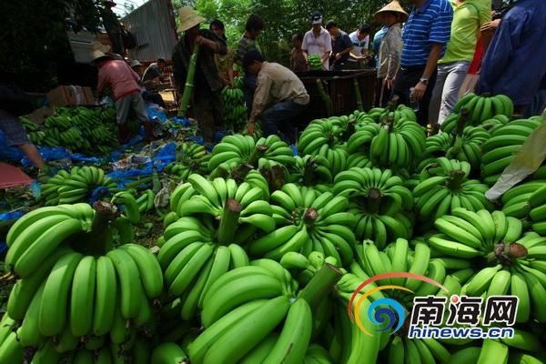 海南企業(yè)購3萬斤香蕉送福利院學(xué)校部隊(duì)