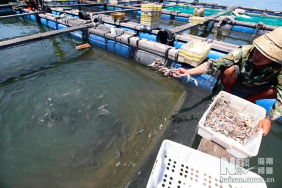 海南養殖漁排：漁民致富的風景