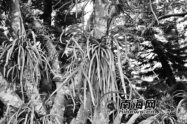 海南現“滅絕”蕨類植物 專家：因環境優良