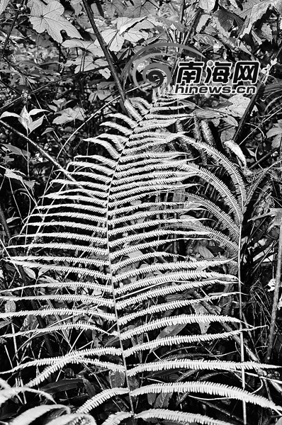 海南現“滅絕”蕨類植物 專家：因環境優良