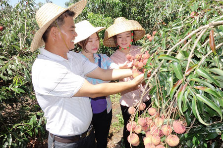 雷虎荔枝走品牌道路 熱銷(xiāo)全國(guó)各地