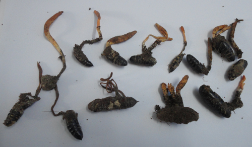 河南西峽縣發現名貴中藥材蛹蟲草