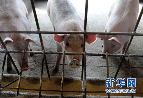 暴利驚人:揭秘“瘦肉精”地下產(chǎn)業(yè)鏈