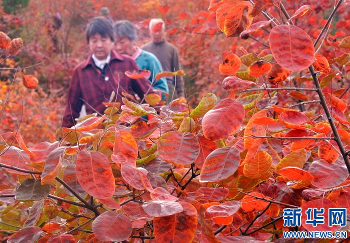 秋葉勝花人陶醉