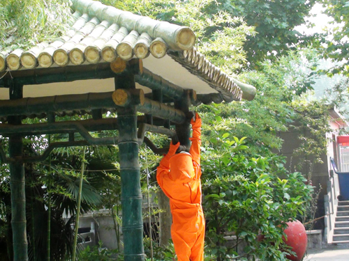 濟(jì)源消防成功摘除扎寨校園的馬蜂窩保學(xué)生開學(xué)安全