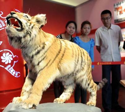野生東北虎標本亮相哈爾濱