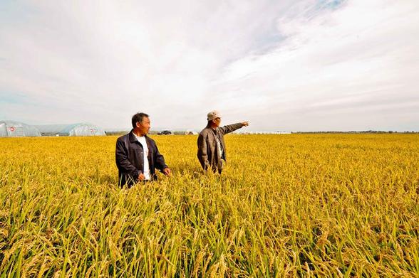 “祖國糧倉”黑龍江將迎來特大豐收