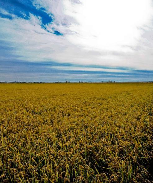 “祖國糧倉”黑龍江將迎來特大豐收