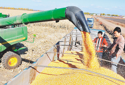 哈爾濱市集中人力物力推進秋收