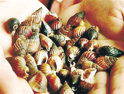 提醒:千萬別吃“海絲螺” 內含毒素可致死