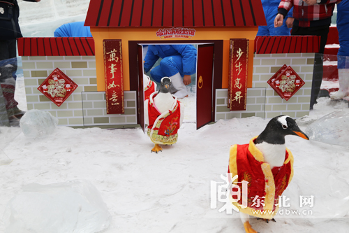 哈爾濱極地館白眉企鵝集體穿唐裝迎新年