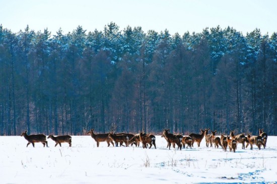 齊齊哈爾市野生梅花鹿雪地覓食 系一級保護動物(圖)