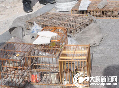 牡丹江市非法捕獵者黑手伸向遷徙候鳥(niǎo) 捕捉后公然售賣(mài)(圖)