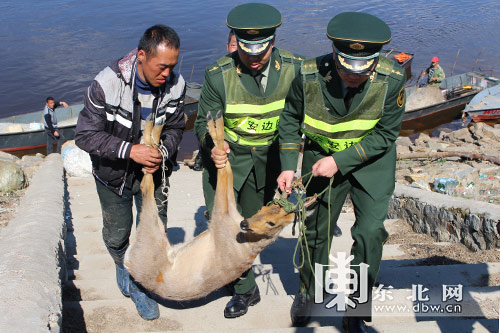 “傻狍子”獨(dú)自過(guò)江累夠嗆 警民成功施救放生