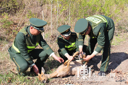 “傻狍子”獨(dú)自過(guò)江累夠嗆 警民成功施救放生