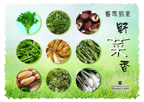 清新菊花茶、幽幽野菜香盡在哈爾濱香格里拉大酒店