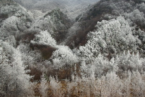 神農架出現持續霧凇景觀(圖)