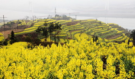 三峽庫區(qū)春來早