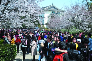 網(wǎng)友質疑武大靠櫻花斂財 校辦負責人回應(圖)