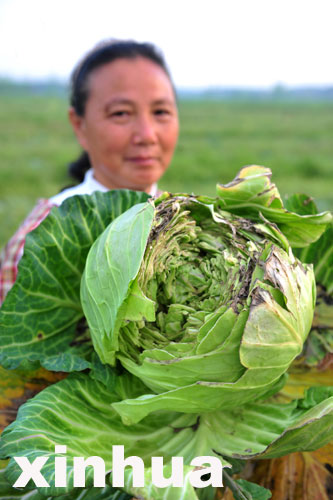 嘉魚(yú)包菜一分一斤沒(méi)人要